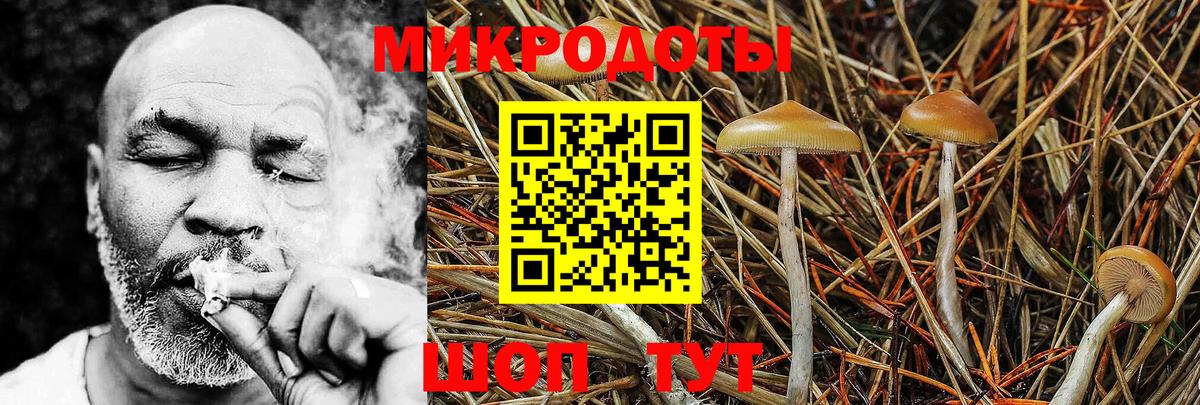 Псилоцибиновые грибы Psilocybe Белорецк